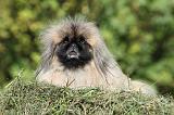 PEKINOIS 061